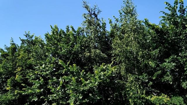 Летнее солнцестояние.Как провести день и загадать желание