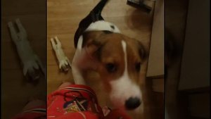 Щенок русской пегой гончей Гром. Ноябрь 2015