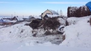 Трактор т 40, и фронтальный погрузчик.