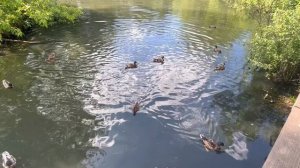 Утки-Кряквы