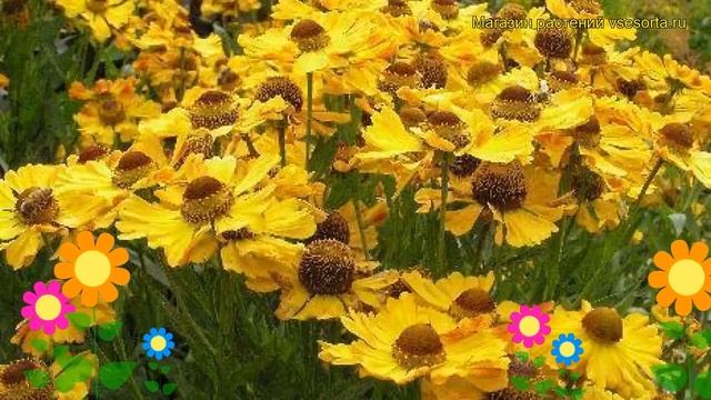 Гелениум гибридный Голдраш. Краткий обзор, описание характеристик helenium Goldrausch смотреть онлайн