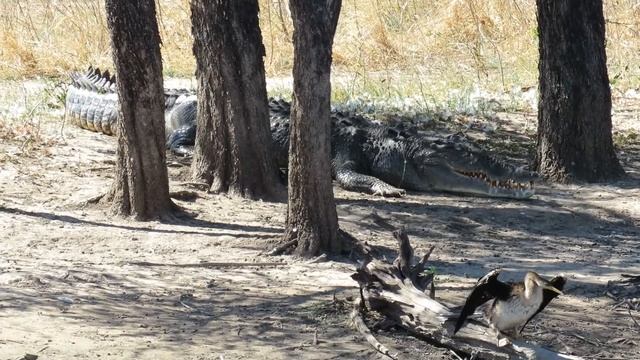 Western Australia: Pilbara Kimberley смотреть онлайн