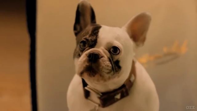 Walls Собачка отвечает за пацана озвучено Ozz Tv смотреть онлайн