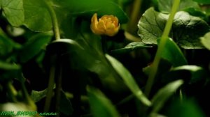 Ислам Хантемиров Са хьоме НАНА? (поет от ДУШИ?)“2017“ ???