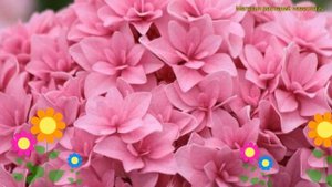 Гортензия крупнолистная Романс. Краткий обзор, описание характеристик hydrangea macrophylla Romance