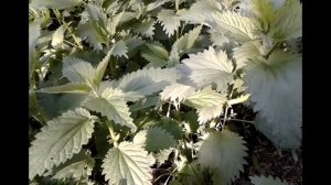 Как улучшить рост волос.СОВЕТЫ по уходу за волосами.КРАПИВА.