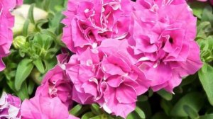 Разнообразие сурфиний – что выбрать? Виды и сорта сурфиний.