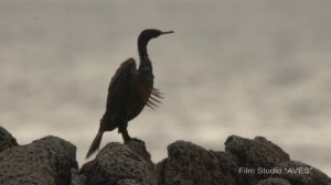 Баклан берингов (Phalacrocorax capillatus) - Pelagic cormorant