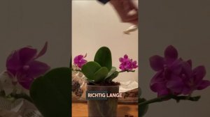 Erste neue Orchidee im Juni 2023: Phalaenopsis Love Potion | #orchideen #orchidee #phalaenopsis