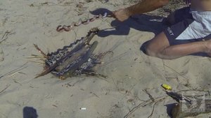 Простой способ приготовления змеи