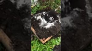Как сажать сирень осенью