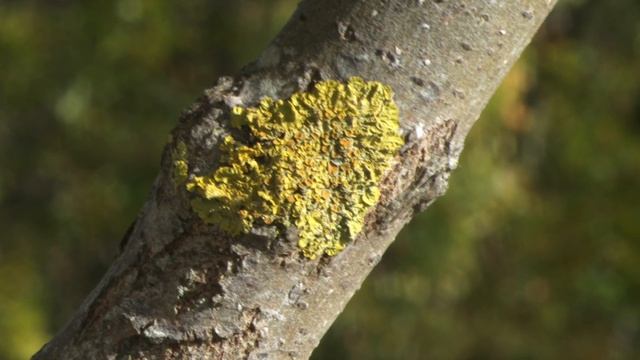 Hasselblad X2D IBIS with image reviews смотреть онлайн