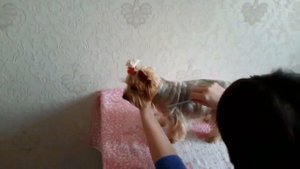 СТРИЖКА ЙОРКА ПОД ШИНШИЛЛУ