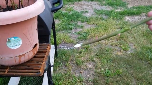 Как вырастить рассаду РОЗЫ совсем без затрат / ОЧЕНЬ ПРОСТО И ДОСТУПНО ВСЕМ!!! смотреть онлайн