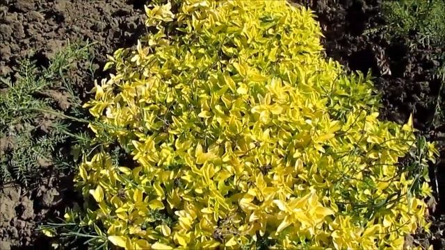 Душица золотистая «Aureum» смотреть онлайн