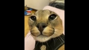 ЗЛОЙ ШЛЁПА 8K 60FPS😼😼😼