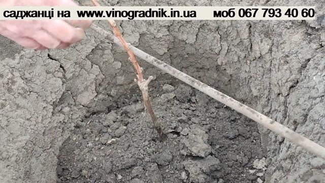 Осіння висадка саджанців винограду. смотреть онлайн