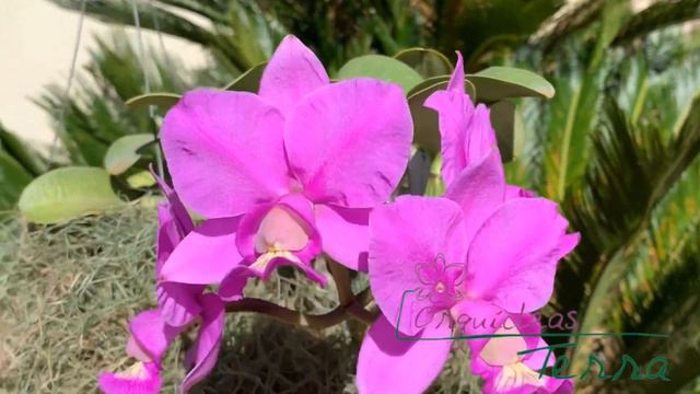 Cattleya nobilior tipo "Galante" JLB смотреть онлайн