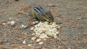 прикольные животные кушают