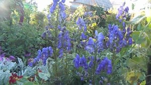 Акониты. Как вырастить в саду. Пересадка.