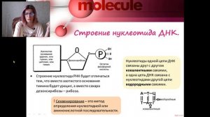 ДНК, РНК, АТФ в ЕГЭ по био!