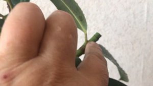 414. Фикус каучуконосный.  Формирую крону.