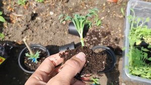 Аргирантемум. Растим штамбовое деревце. Этап 2.