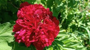 Пионs Анжело Кобб Фриборн (Angelo Cobb Freeborn) и Ред грейс (Red grace)