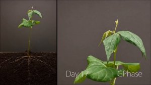 Как развивается растение.