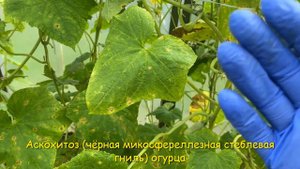 АСКОХИТОЗ одна из самых опасных болезней 🥒 Проверьте свои огурцы 💥 описание и лечение 🚑