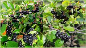 АРОНИЯ черноплодная или черноплодная РЯБИНА.