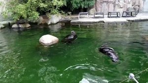 Северные морские котики