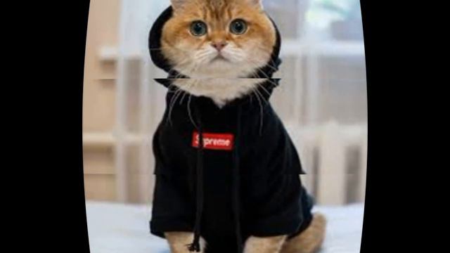 Ярослав- Котики смотреть онлайн