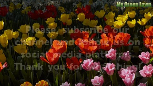 When to Plant Crocosmia Lucifer смотреть онлайн