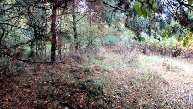 Аэросъемка деревня Бычково – Симново – Снохино Клепиковский район Рязанская Область смотреть онлайн