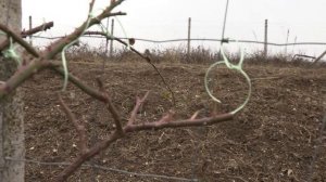 Обрезка плетистых роз, растягивание плетей , питомник роз Полины Козловой rozarium.biz,