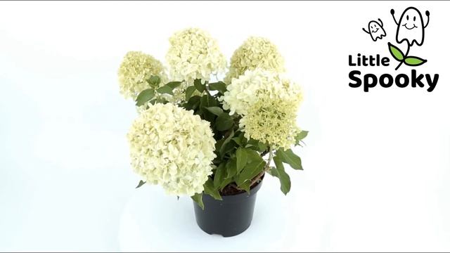 Hydrangea paniculata Little Spooky in 360 video смотреть онлайн
