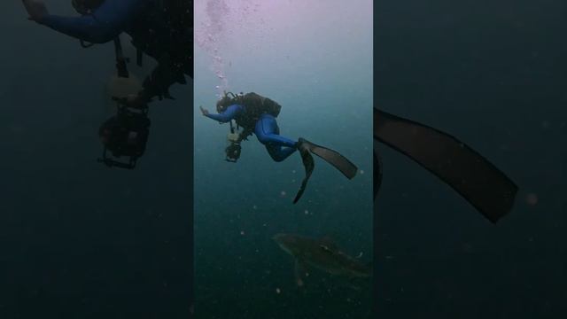 Epic SHARK DIVE #viral #scubadiving #shark #marinelife