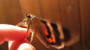 Red Underwing Moth (Catocala nupta) | Бабочка Орденская лента красная