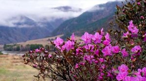 Виновата весна - Марина Зорина (сл. и муз. Риты Ельцовой, видео Надежды Хайловой).mp4