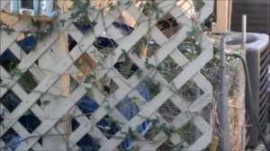 LADY BANKS ROSE about to start FLOWERING