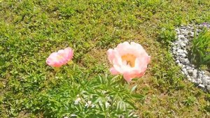 Пион травянистый - Корал Суприм ( Paeonia Coral SUPREME)