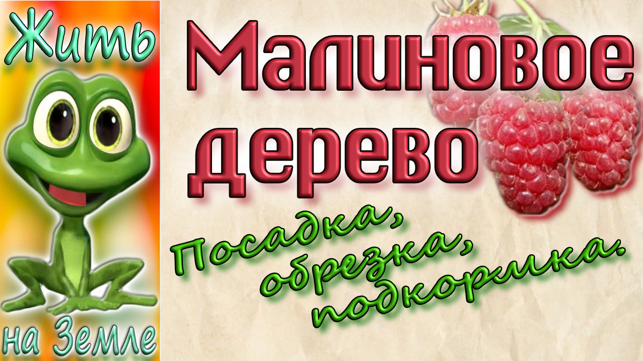 Малиновое дерево. Осенняя посадка в грунт, обрезка и подкормка..mp4