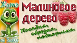 Малиновое дерево. Осенняя посадка в грунт, обрезка и подкормка..mp4