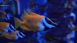 AQUARIUM SLEEP ASMR l RELAXING MUSIC SLEEP l RELAXING AQUARIUM MUSIC l CALMING, SOOTHING MUSIC