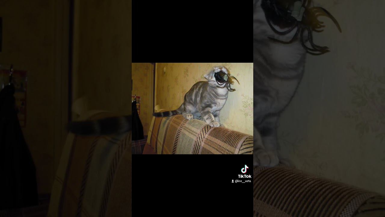 #shorts #cat #cats #кот #кошки смотреть онлайн