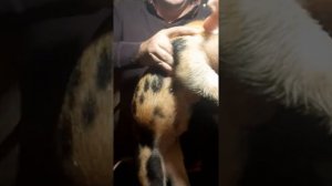 смесь поросят, скрещивание дюрок петрен, голодные поросята, доедаем вместе,