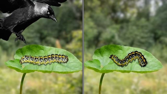 Почему Пчелы Умирают, Когда Какают? смотреть онлайн