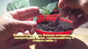 Глоксиния размножение, укоренение листом.The gloxinia. Rooting.