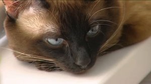 Меконгский бобтейл